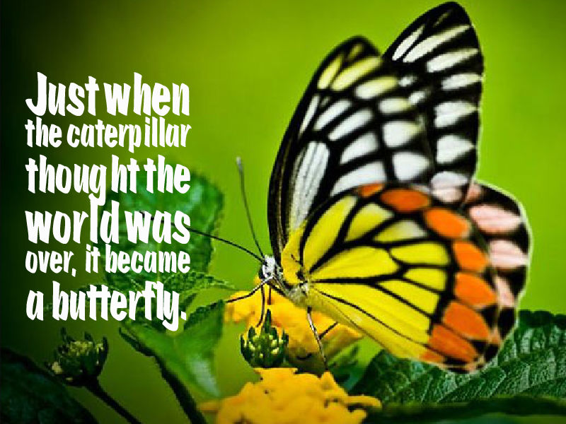 butterfly proverbs